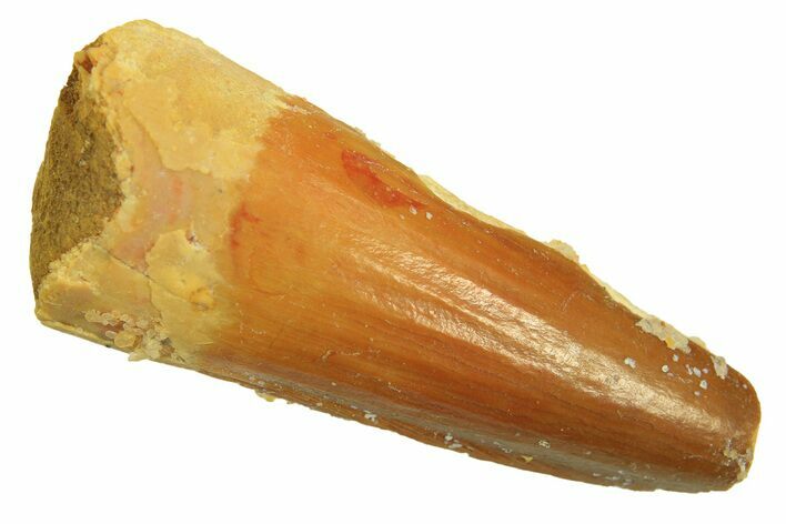 Juvenile Fossil Spinosaurus Tooth - Real Dinosaur Tooth #296855